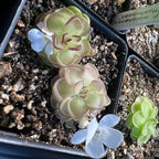 Pinguicula gracilis butterworts in nursery pots with pale blue-white flowers