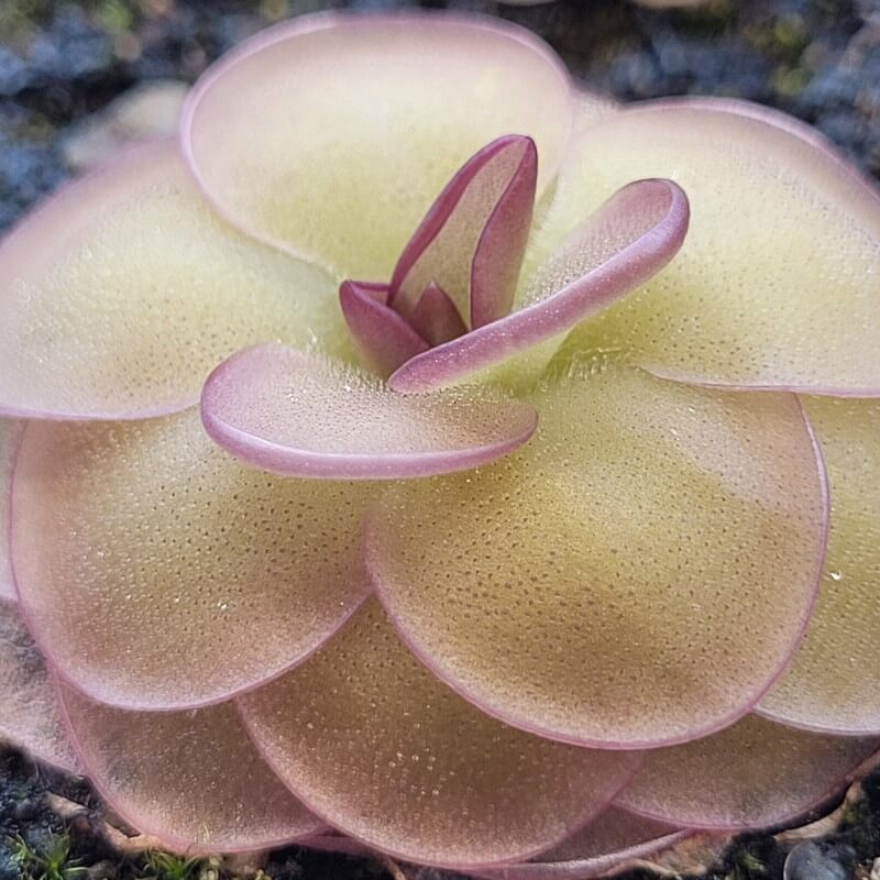 Pinguicula 'Hanka'