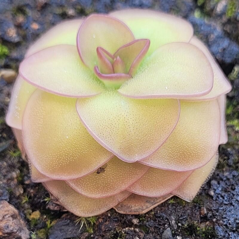 Pinguicula 'Hanka' butterwort seen from above, yellow-green leaves edged in magenta