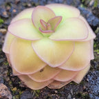 Pinguicula 'Hanka' butterwort seen from above, yellow-green leaves edged in magenta