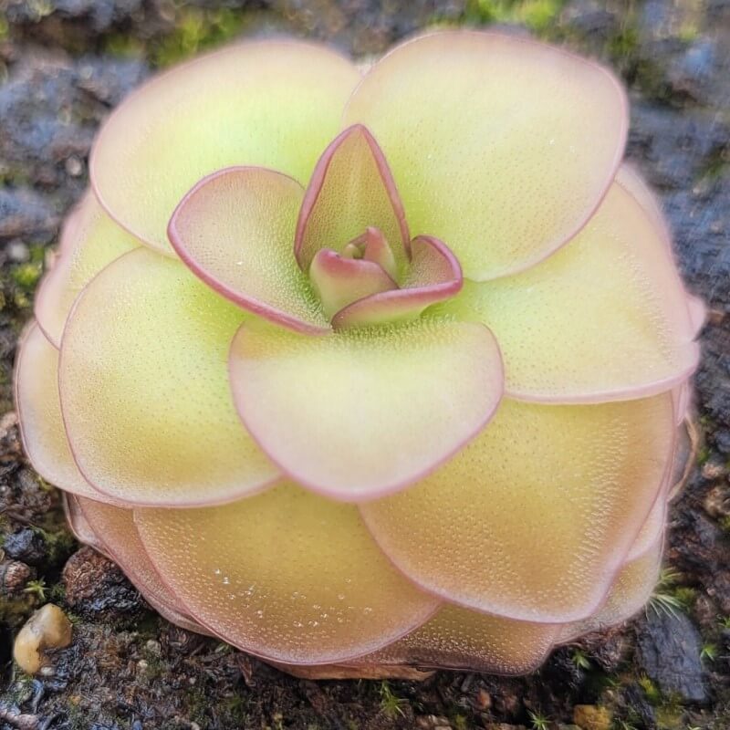 Pinguicula 'Hanka' butterwort seen at an angle, a domed rosette blushing pink