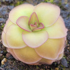 Pinguicula 'Hanka' butterwort seen at an angle, a domed rosette blushing pink