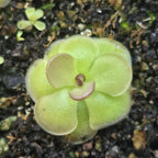 Young green Pinguicula 'Hanka' butterwort growing on moss
