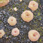 Several small peach-coloured Pinguicula 'Hanka' butterworts on dark mix