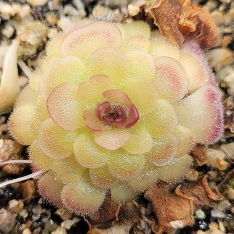 Pinguicula 'Hanka' butterwort in its winter rosette, pale leaves with a pink centre