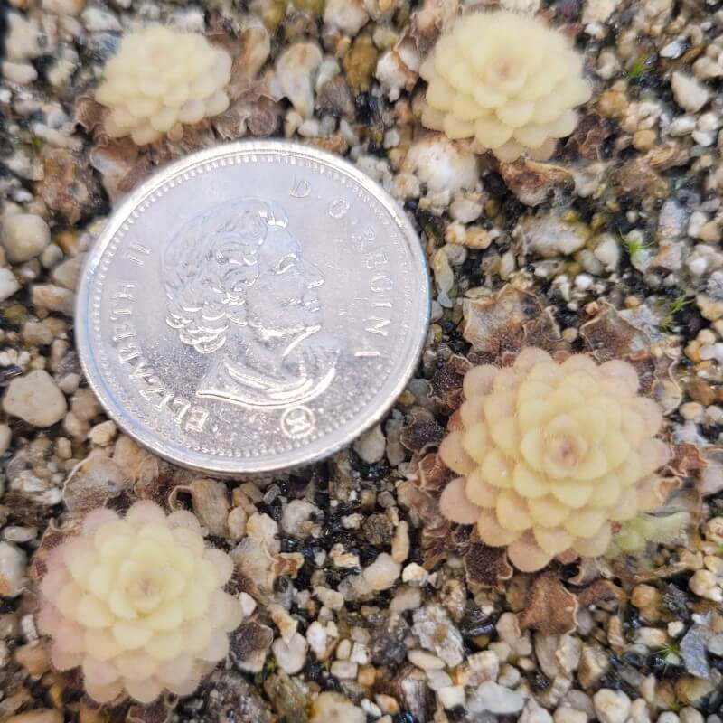 Winter rosettes of Pinguicula 'Hanka' butterworts beside a coin for scale