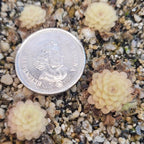 Winter rosettes of Pinguicula 'Hanka' butterworts beside a coin for scale