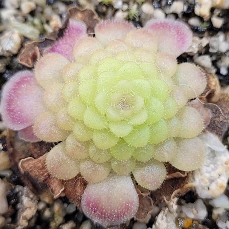 Pinguicula 'Hanka' butterwort in its tight winter rosette of many small leaves
