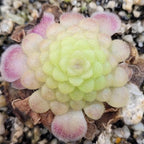 Pinguicula 'Hanka' butterwort in its tight winter rosette of many small leaves