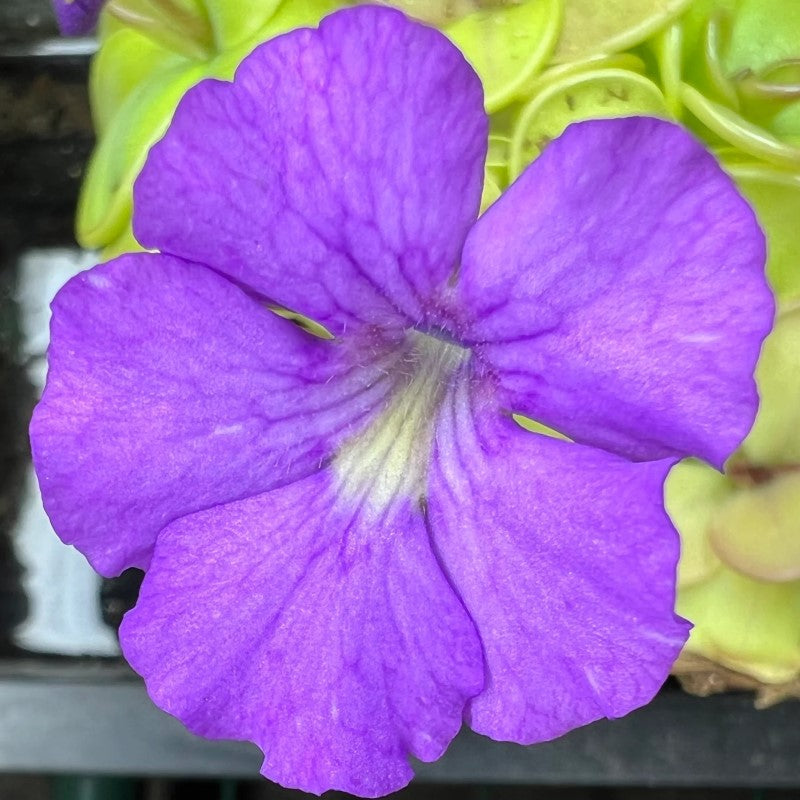Large lilac-purple flower of a Pinguicula 'Hanka' butterwort with ruffled petals