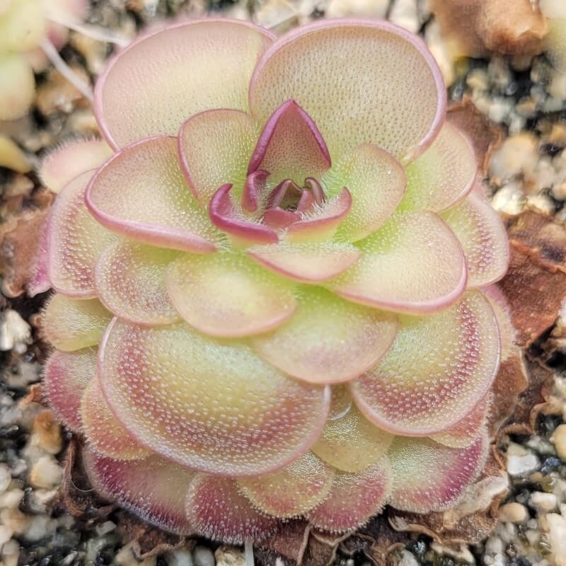 Pinguicula 'Hanka' butterwort with stacked pink-edged leaves growing in gritty mix