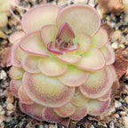 Pinguicula 'Hanka' butterwort with stacked pink-edged leaves growing in gritty mix