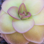 Close-up of the purple-edged new leaves at the centre of a Pinguicula 'Hanka' butterwort
