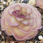 Pinguicula 'Hanka' butterwort, a rounded pink rosette with magenta leaf margins