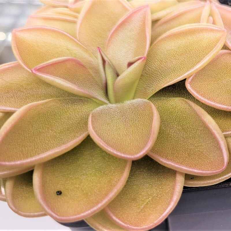 Pinguicula hemiepiphytica x debbertiana butterwort with large peach leaves edged in pink