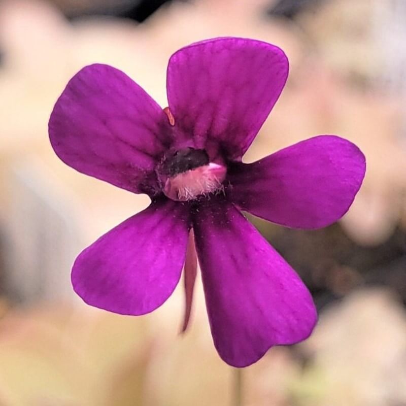 Close-up of a deep magenta Pinguicula hemiepiphytica x debbertiana butterwort flower