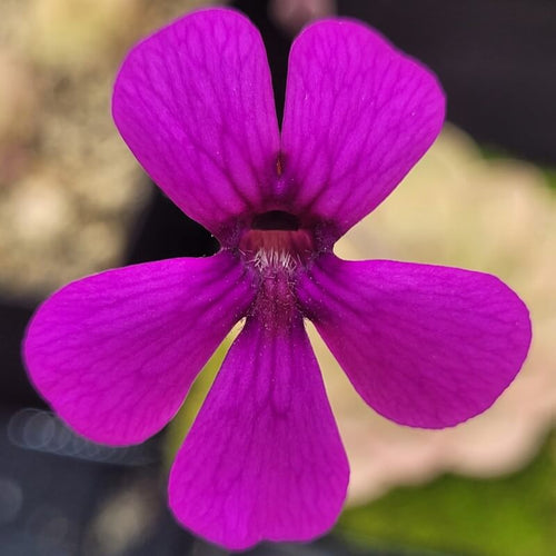 Vivid magenta flower of a Pinguicula hemiepiphytica x debbertiana butterwort