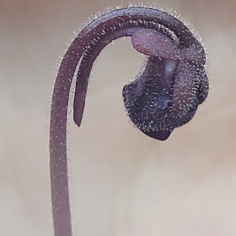 Dark purple, hairy flower bud of a Pinguicula hemiepiphytica x debbertiana butterwort