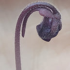 Dark purple, hairy flower bud of a Pinguicula hemiepiphytica x debbertiana butterwort