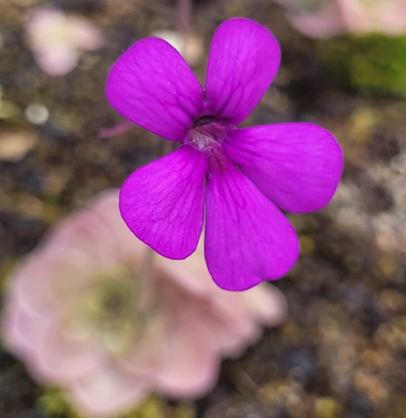 Magenta flower above the pale pink rosette of a Pinguicula hemiepiphytica x debbertiana butterwort