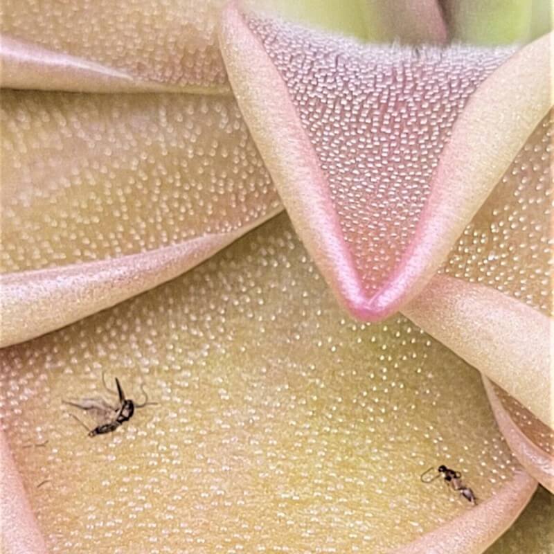 Pinguicula hemiepiphytica x debbertiana