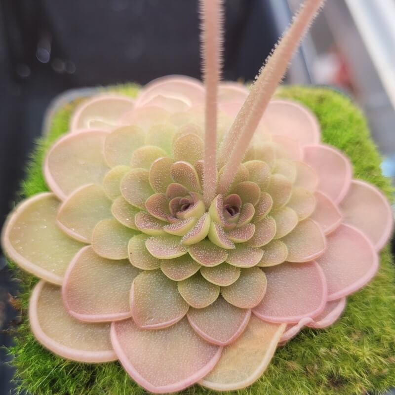Pinguicula hemiepiphytica x debbertiana butterwort, a wide pink rosette growing on moss