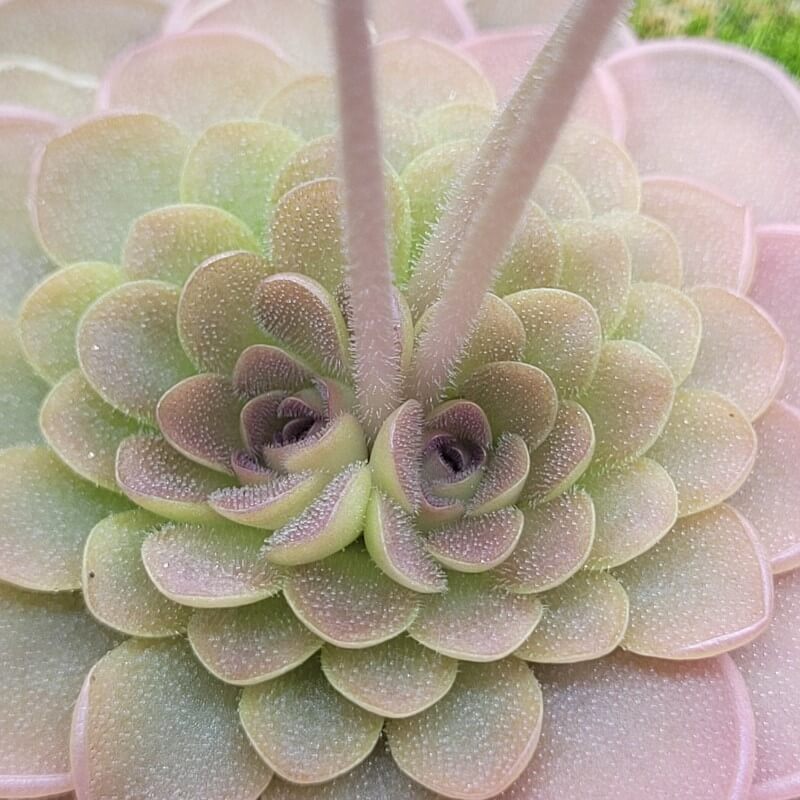 Pinguicula hemiepiphytica x debbertiana butterwort with two flower stalks rising from a grey-pink rosette