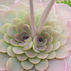 Pinguicula hemiepiphytica x debbertiana butterwort with two flower stalks rising from a grey-pink rosette