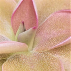 Macro view of a bright pink Pinguicula hemiepiphytica x debbertiana butterwort leaf covered in sticky glands