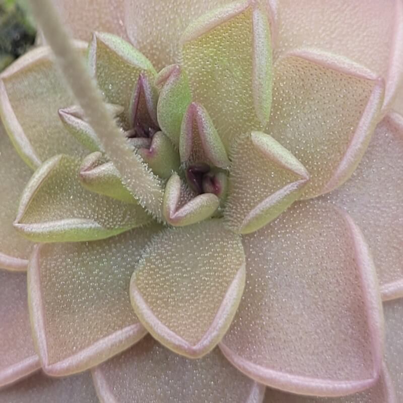 Pinguicula hemiepiphytica x debbertiana