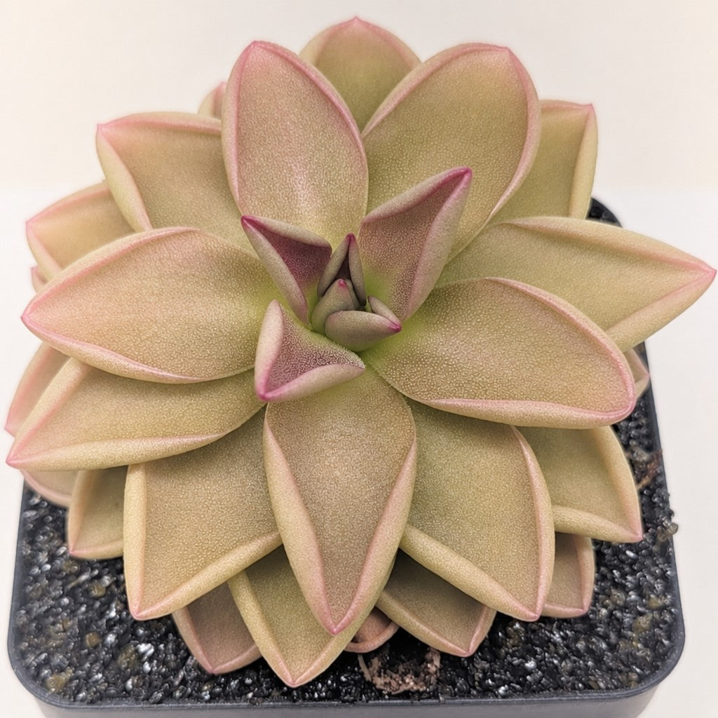 Pinguicula hemiepiphytica x debbertiana butterwort, a rosette of pointed tan-pink leaves in a pot