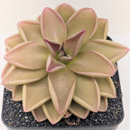 Pinguicula hemiepiphytica x debbertiana butterwort, a rosette of pointed tan-pink leaves in a pot