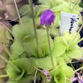 Pinguicula 'Huahuapan' butterwort rosettes with broad, rounded lime-green leaves and a violet flower on a tall, slender stalk