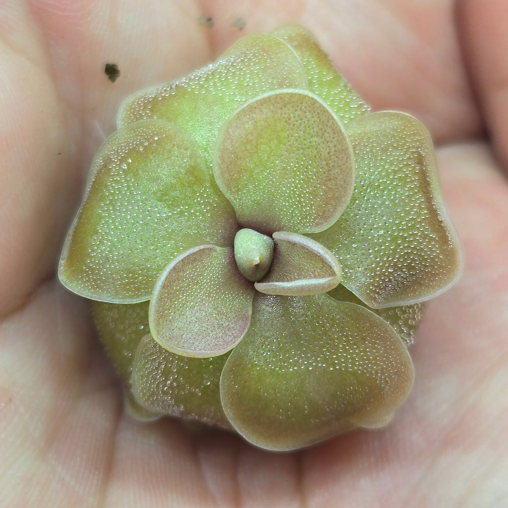 Compact, dome-shaped Pinguicula jaumavensis x emarginata butterwort held in a palm