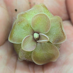 Compact, dome-shaped Pinguicula jaumavensis x emarginata butterwort held in a palm