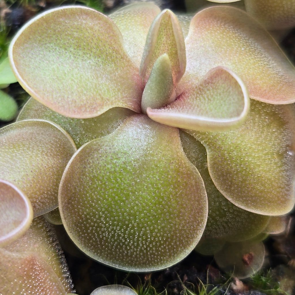 Close-up of the pink-flushed centre of a Pinguicula jaumavensis x emarginata butterwort