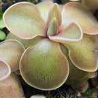 Close-up of the pink-flushed centre of a Pinguicula jaumavensis x emarginata butterwort