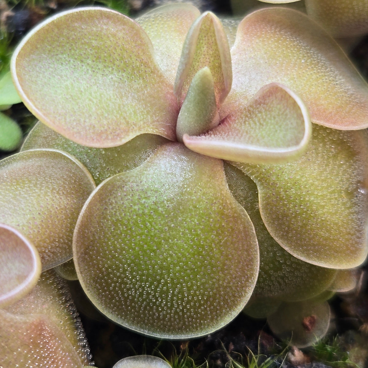 Close-up of the pink-flushed centre of a Pinguicula jaumavensis x emarginata butterwort
