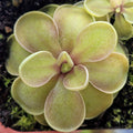 Pinguicula jaumavensis x emarginata butterwort, a rounded olive-green rosette with pale edges
