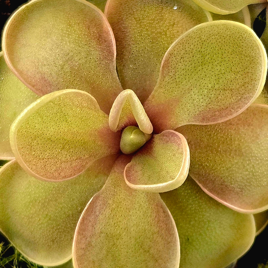 Pinguicula jaumavensis x emarginata butterwort with yellow-green leaves and a red-tinged centre