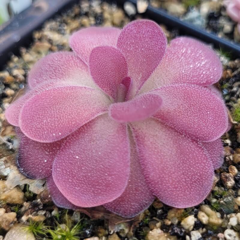 Pinguicula 'Johanna' butterwort seen at an angle, round pink leaves in layers