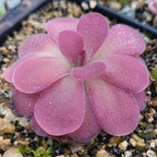 Pinguicula 'Johanna' butterwort seen at an angle, round pink leaves in layers