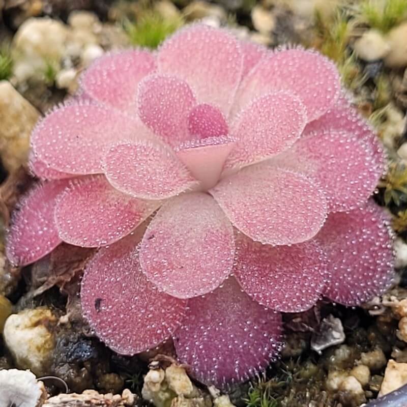 Pinguicula 'Johanna' butterwort with dewy pink leaves and a pale centre