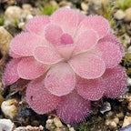 Pinguicula 'Johanna' butterwort with dewy pink leaves and a pale centre