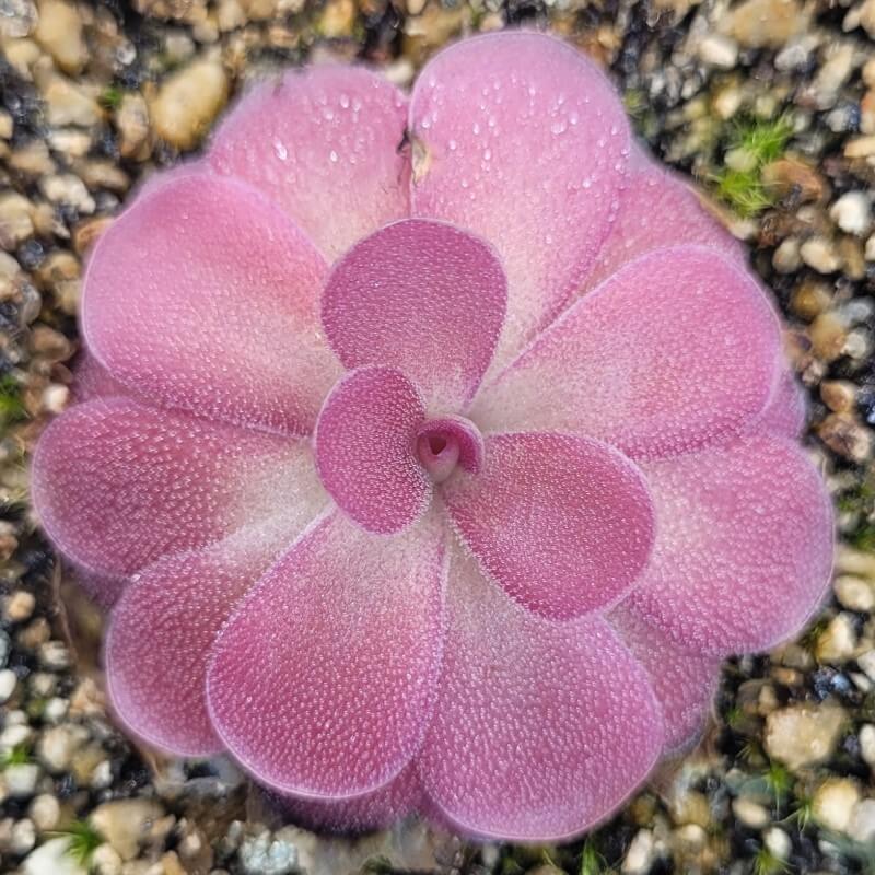 Even, rounded rosette of a pink Pinguicula 'Johanna' butterwort