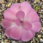 Even, rounded rosette of a pink Pinguicula 'Johanna' butterwort