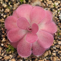 Pinguicula 'Johanna' butterwort seen from above, a neat rosette of round reddish-pink leaves
