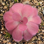 Pinguicula 'Johanna' butterwort seen from above, a neat rosette of round reddish-pink leaves