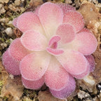 Pinguicula 'Johanna' butterwort with pale pink and white leaves