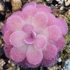 Pinguicula 'Johanna' butterwort from above, soft pink leaves covered in fine dew